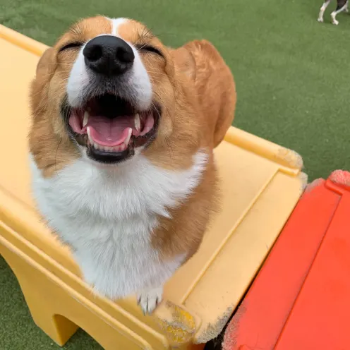 Smiling Dog in play yard